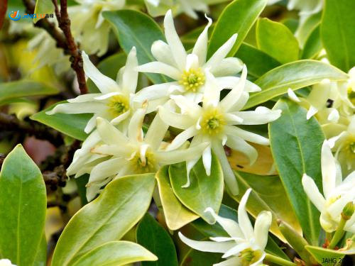 10-Seeds-Illicium-font-b-Verum-b-font-Star-Aniseed-Chinese-Star-Anise-Seeds